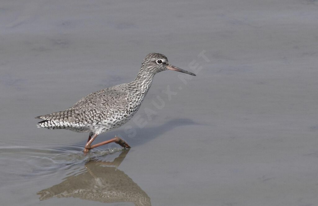 Common Redshank