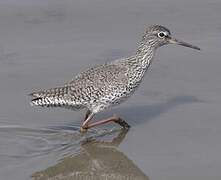 Common Redshank