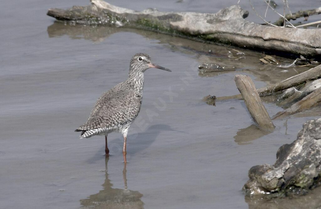 Common Redshank