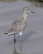 Common Redshank