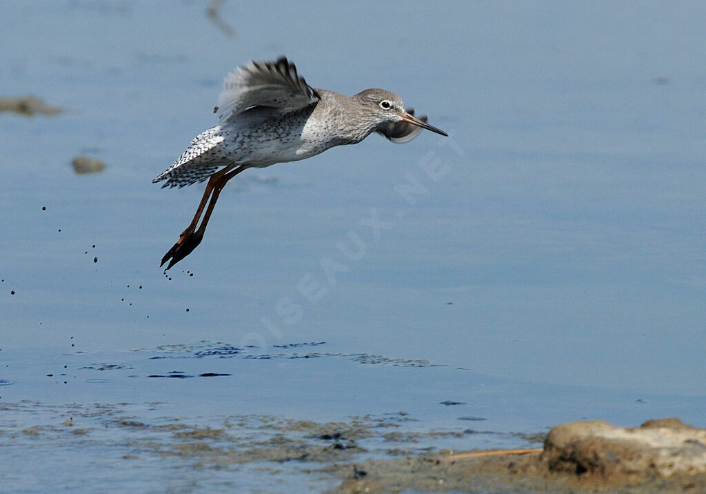 Common Redshank