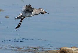 Common Redshank