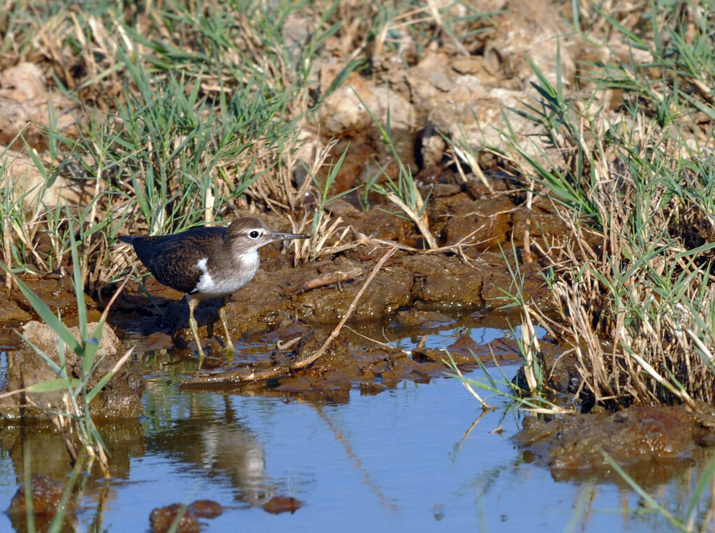 Common Sandpiper