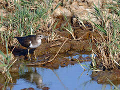 Common Sandpiper