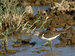 Common Sandpiper