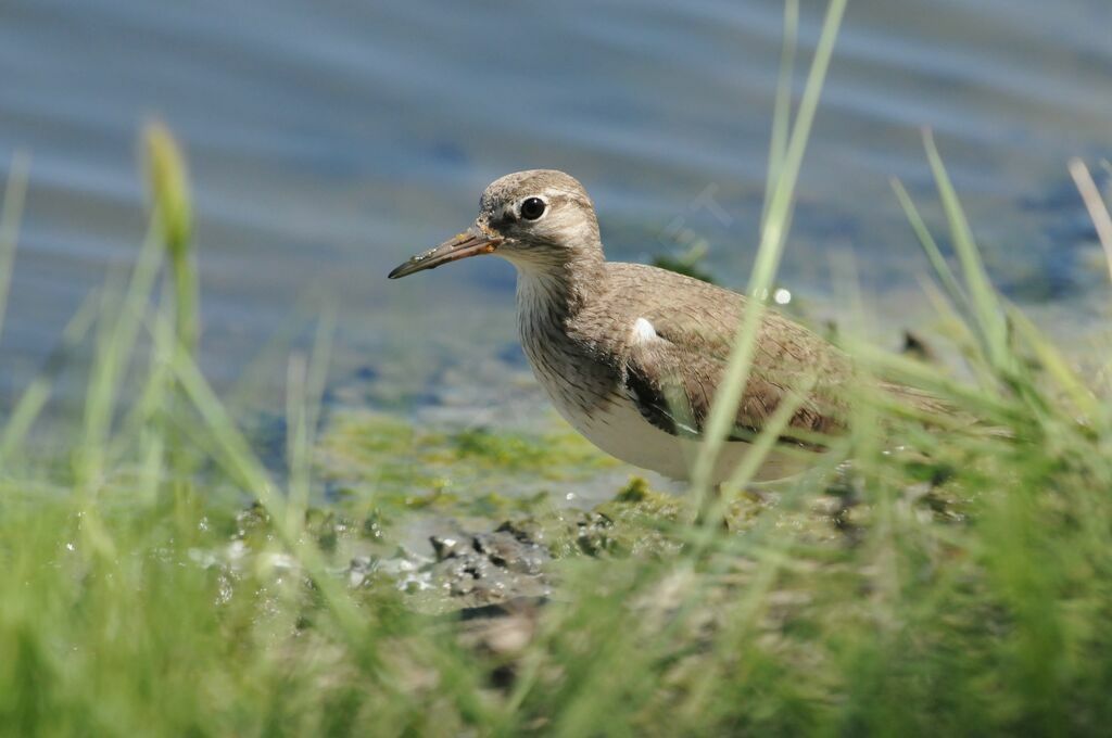 Common Sandpiper