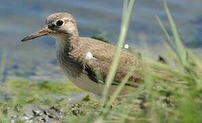 Common Sandpiper