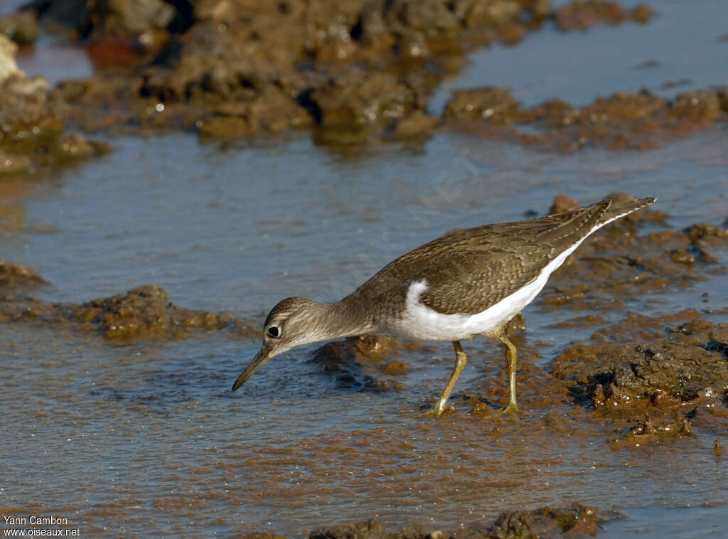 Common Sandpiperadult, Behaviour