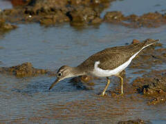 Common Sandpiper