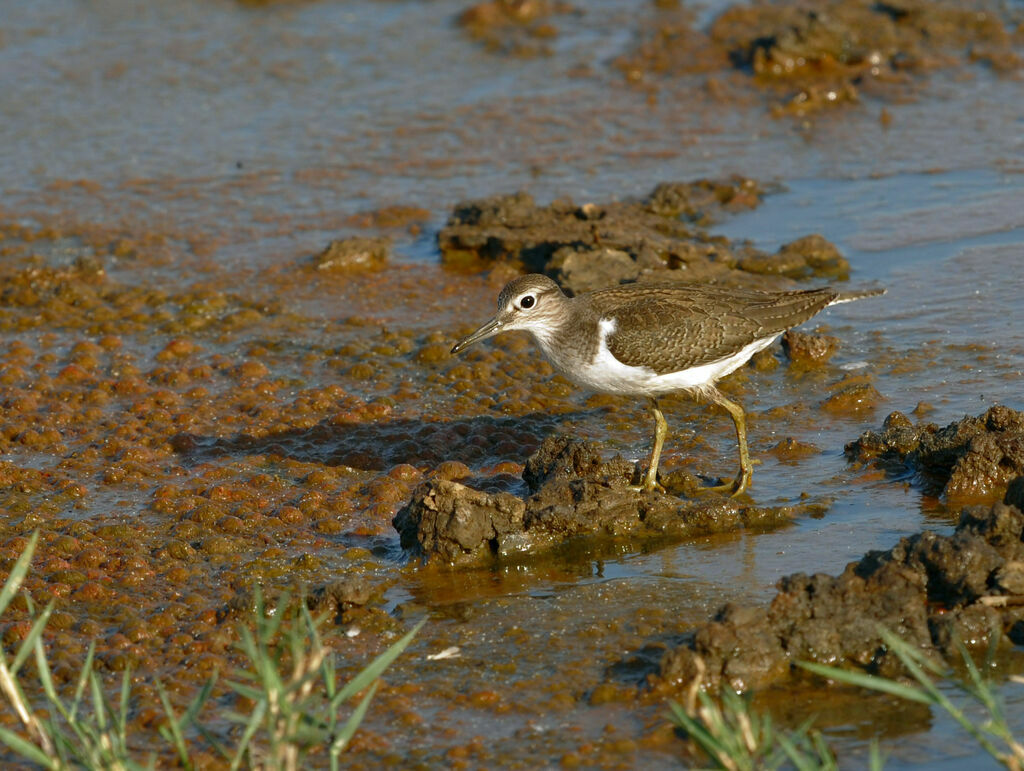 Common Sandpiper