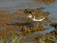 Common Sandpiper