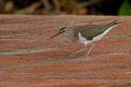 Common Sandpiper