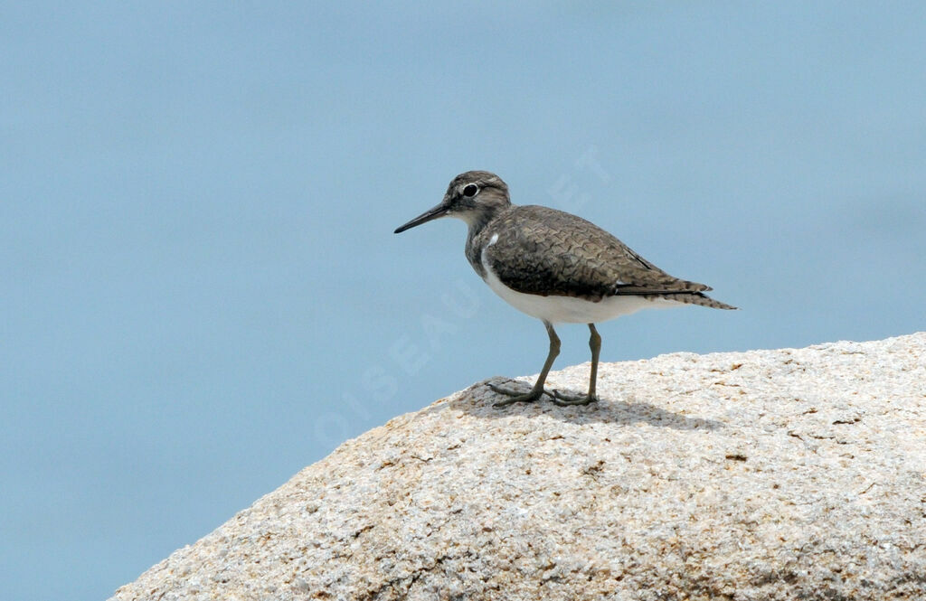 Common Sandpiper