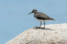 Common Sandpiper