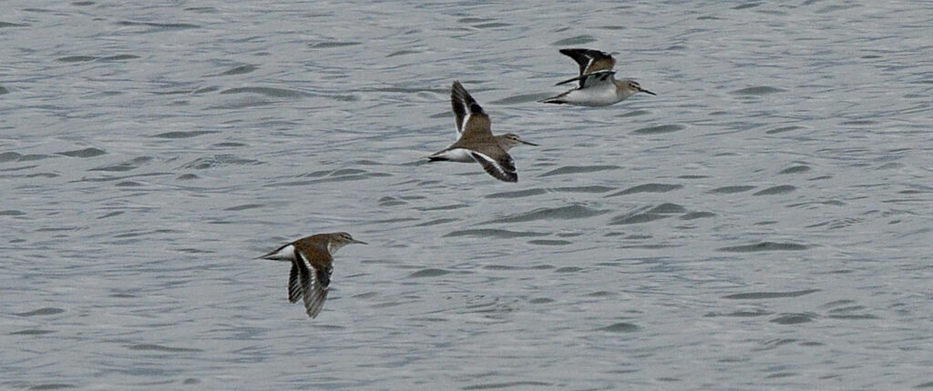 Common Sandpiper