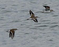 Common Sandpiper