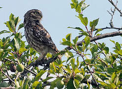 Little Owl