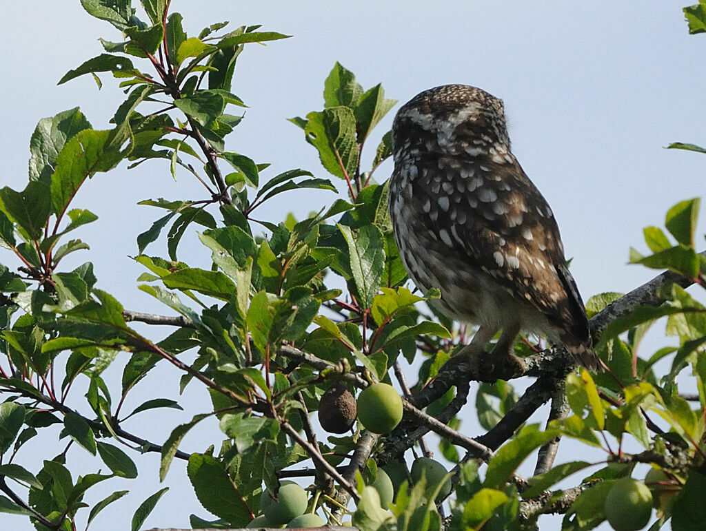 Little Owl male adult