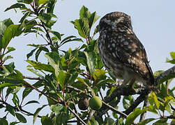 Little Owl