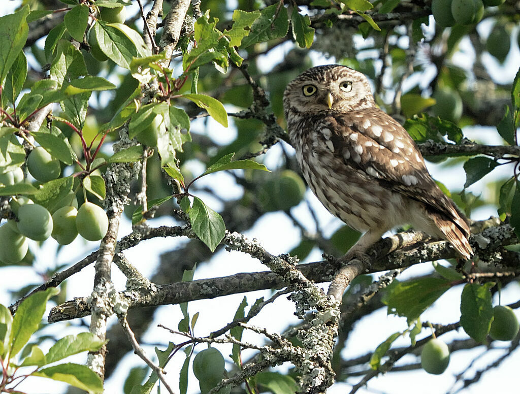 Little Owl