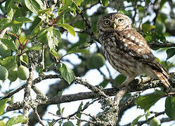 Little Owl