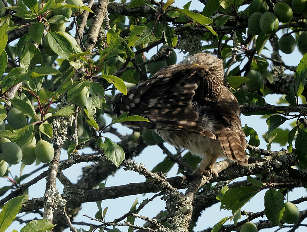 Little Owl male adult