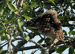 Little Owl