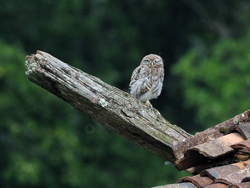 Little Owl