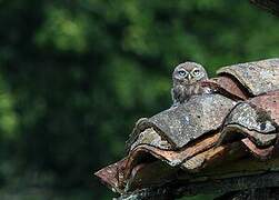 Little Owl