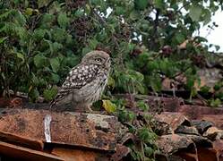 Little Owl