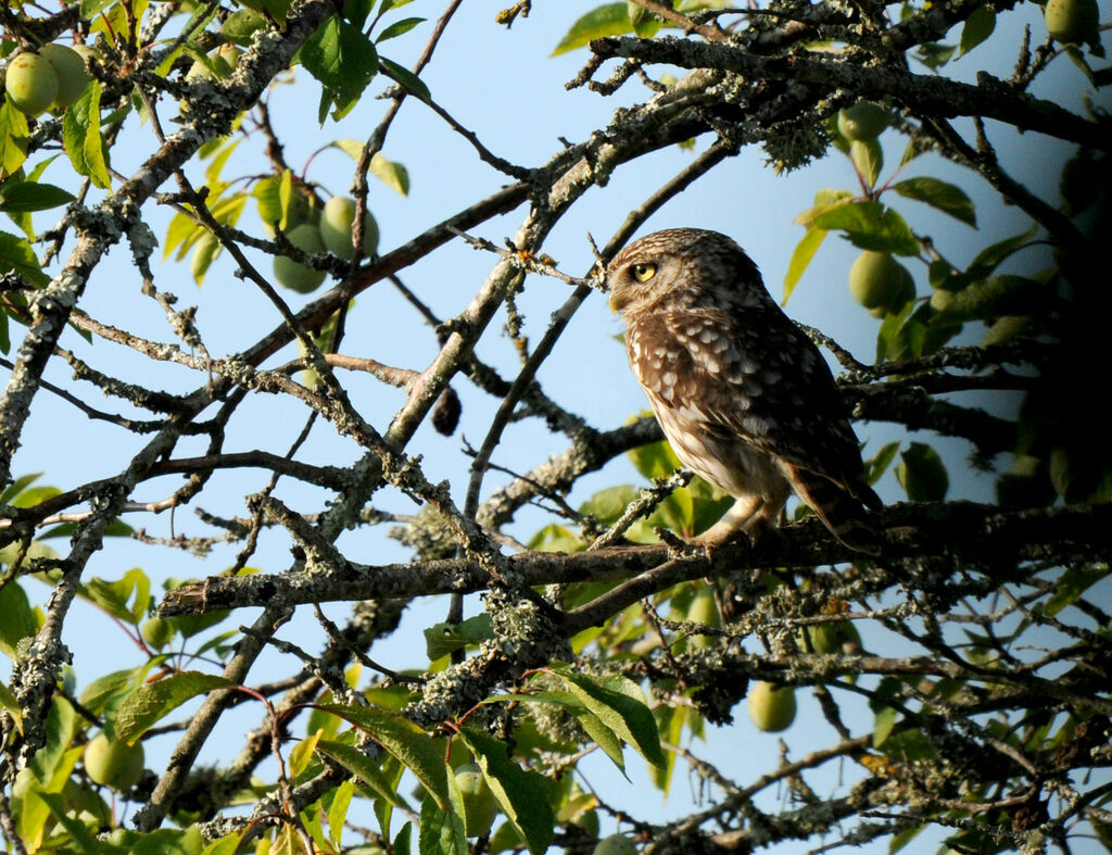 Little Owl