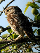 Little Owl