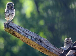 Little Owl