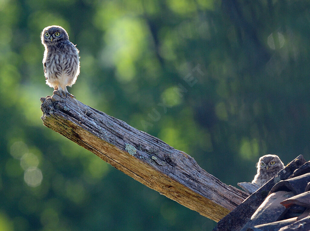 Little Owl