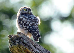 Little Owl