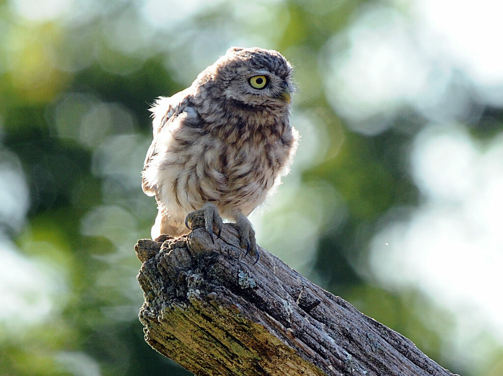 Little Owl