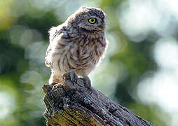 Little Owl