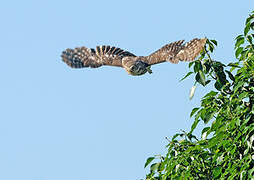 Little Owl