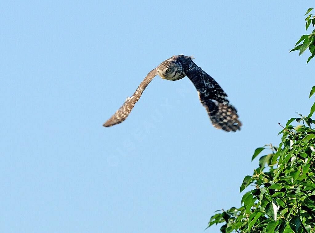 Little Owl