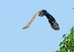 Little Owl