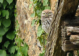 Little Owl