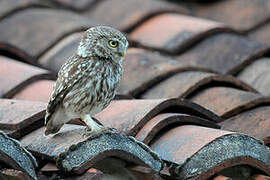 Little Owl