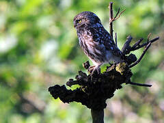 Little Owl