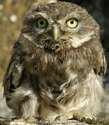 Little Owl