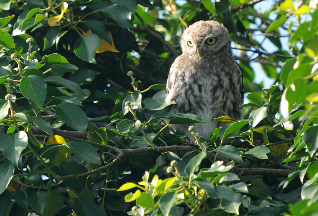 Little Owljuvenile