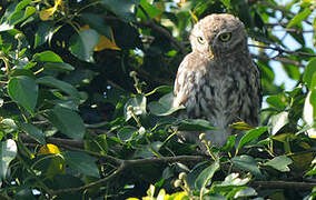 Little Owl