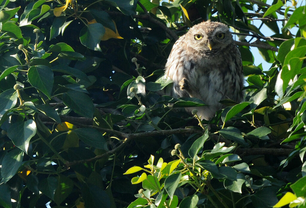 Little Owljuvenile