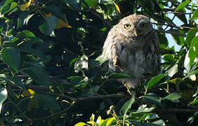 Little Owl