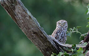 Little Owl