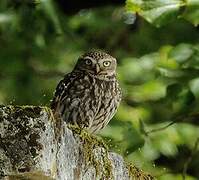 Little Owl